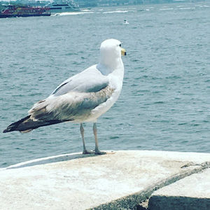 Meet your Posher, Kylie sweeney